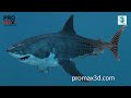 Great White Shark 3D Model for Download