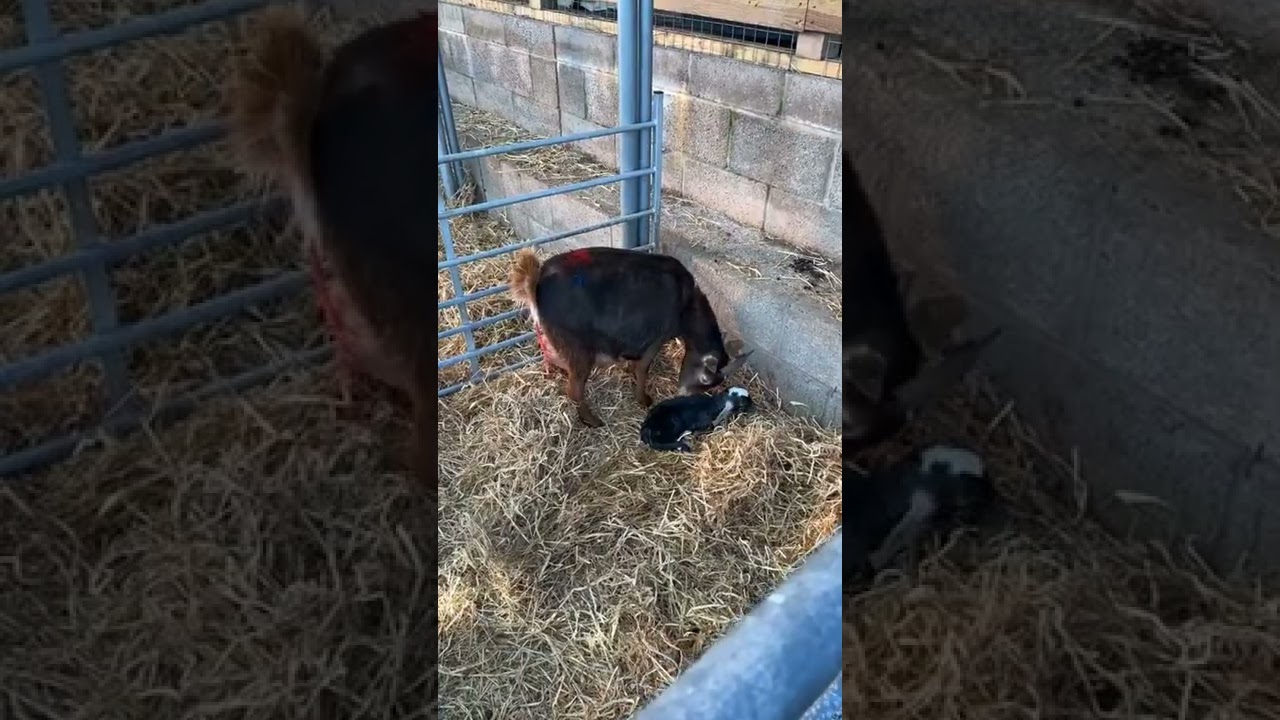 Live Pygmy Goat Birth! Everyone Happy and Healthy 20/01/22 YouTube