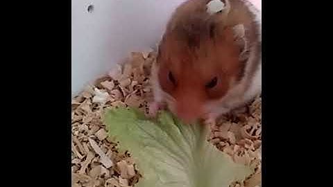 Salad leaves are one of the hamster's favorite foods | Hamster food | syrian hamster