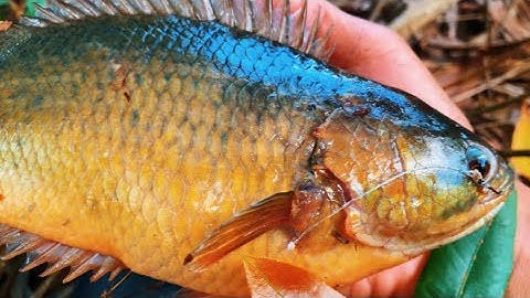 Câu Dính Con Cá Rô Khổng Lồ Trong Góc Cây | Xinh Cá Miền Tây