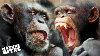 Ferocious Chimps Scare Off Female Newcomer | The Secret Life of the Zoo | Nature Bites