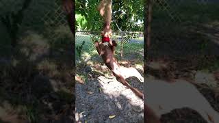 Pitbull Hangtime King Kodah