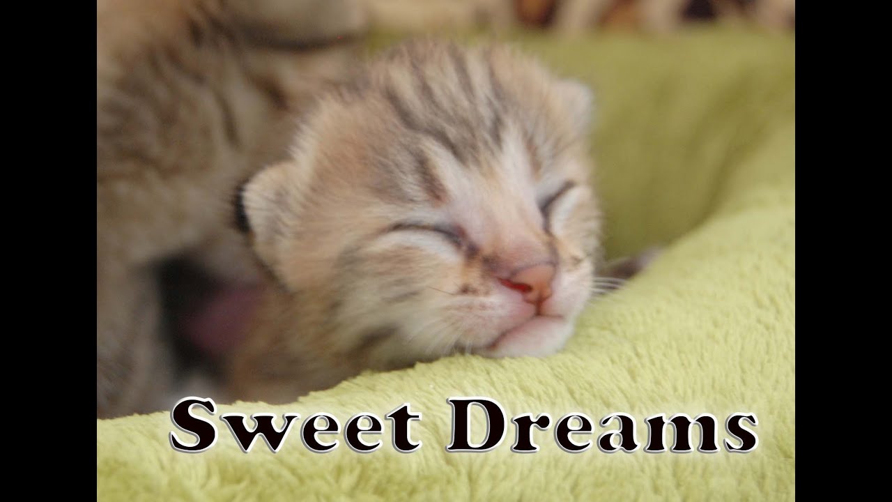 Savannah Cat TV - F1 Savannah Kitten have Sweet Dreams ...