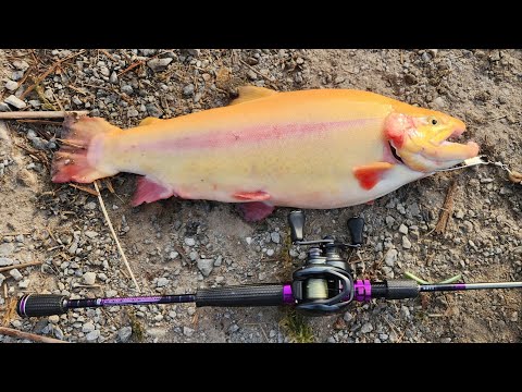 Big lightning trout caught at Lake Camanche south shore pond,bfs,Notorious  stick bait and a fly. 