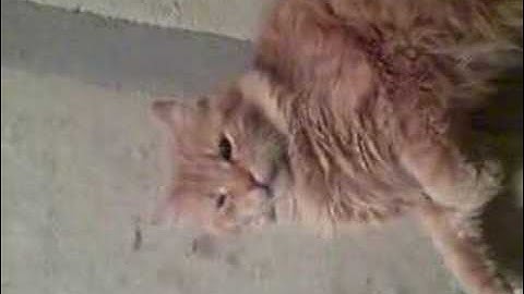 Senior Citizen Cat 18