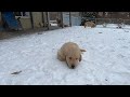 🐶❤️Golden Retriever Puppies - 8 Weeks Old Playing In Snow