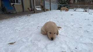 🐶❤️Golden Retriever Puppies - 8 Weeks Old Playing In Snow