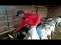 P(3)Veja o Criador de Cabras e o que elas come para produzir leite. São Vicente,PB.