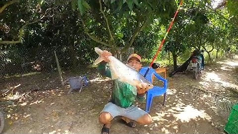 Đi câu ngày gió bấc, cá pen liên tục, Tập 58 - Hậu Cao Lãnh