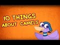 10 things about Camels 🐫 Animal Facts for Kids | Hogie the Globehopper | Geography Cartoons for Kids