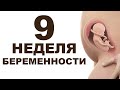 Что происходит с мамой и ребёнком на 9 неделе беременности? 2 месяц беременности. Первый триместр.