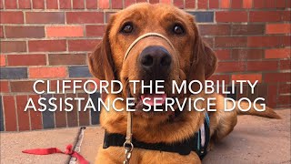 Clifford the Mobility Assistance Service Dog