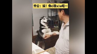 【抖音】哈士奇（Husky）成精了，二哈不是傻只是会经常断片