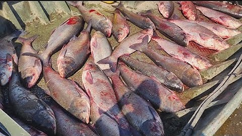 Crews pull 30 invasive carp from Mississippi River Pool 6 near Winona
