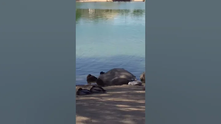 Surprise, AZ library lake
