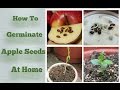 Apple Seeds Germination at Home -Step by Step Easy Process