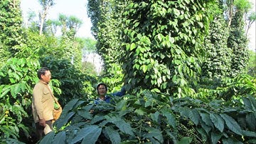 Hướng dẫn trồng hồ tiêu xen cà phê chuẩn và hiệu quả kinh tế cao