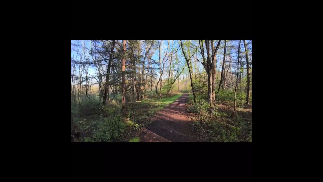 BIRD SOUNDS VIRTUAL WALK 4K FOREST TRAIL