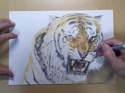 色鉛筆 パステル リアルな虎の描き方 How To Draw A Tiger Pastel Drawing Youtube