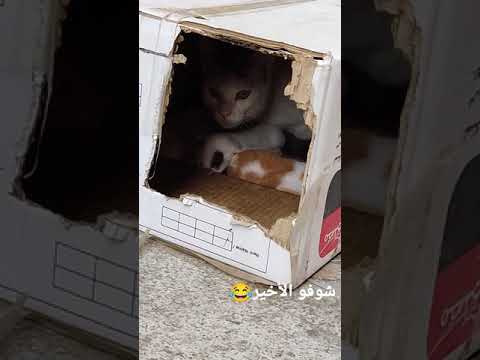 هجوم قطة على شخص لحماية اطفالها