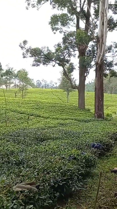 Tea Plantation in Sri Lanka 🇱🇰 💚🤩 #tea #teaplantations #lipton #liptongreentea