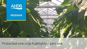Protected vine crops highlights – part one