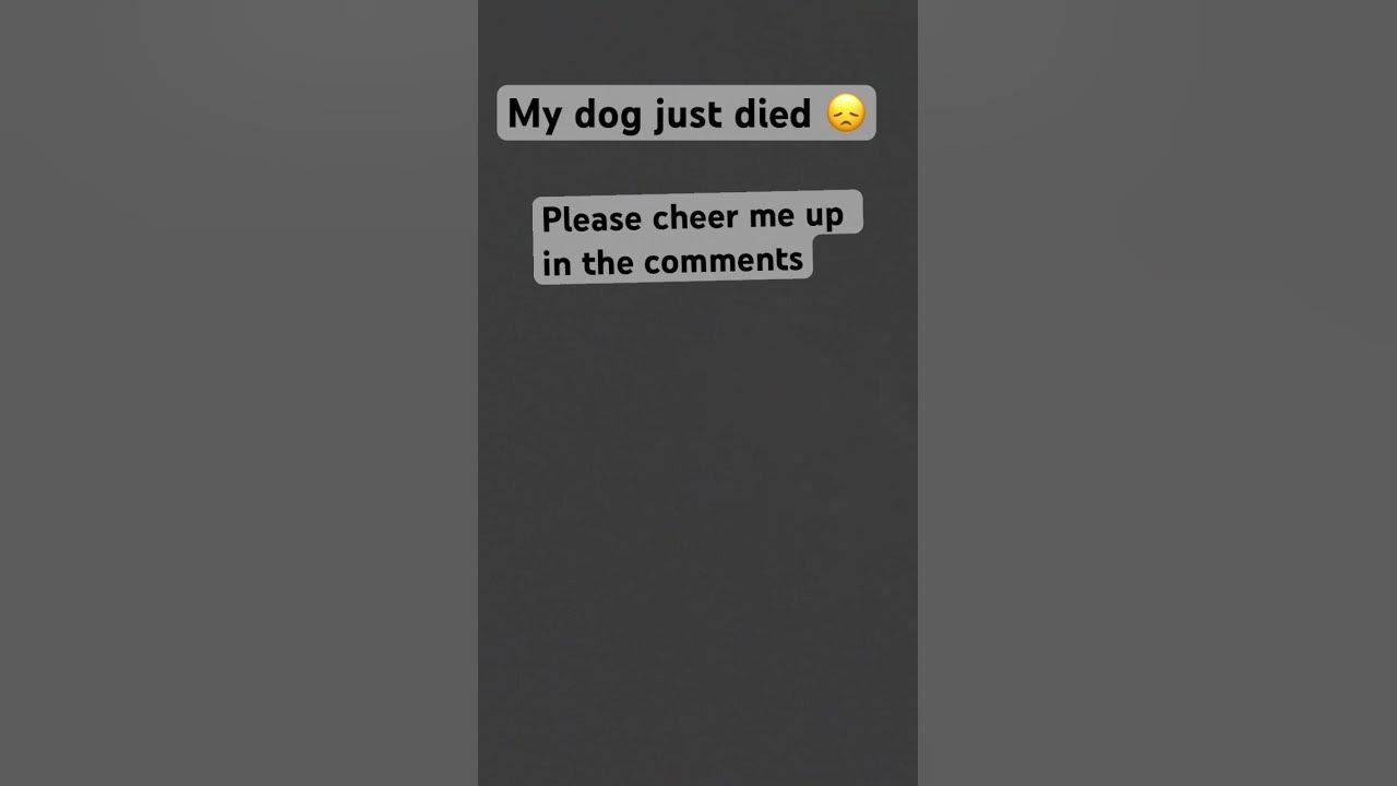 my-dog-just-died-youtube