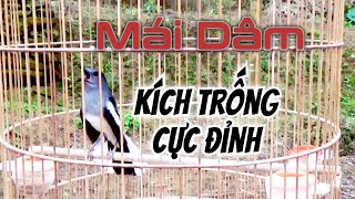 Chòe Than Mái mồi hót cực hay kích trống mở mỏ | Kích Chòe Than Hót