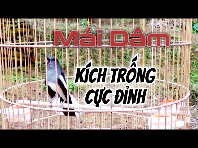 Chòe Than Mái mồi hót cực hay kích trống mở mỏ | Kích Chòe Than Hót class=