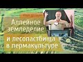 Аллейное земледелие и лесопастбища в пермакультуре! Марк Шепард