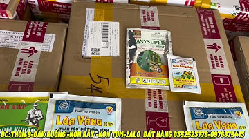 Lúa Vàng Lá Là Bệnh Gì? Bác Sĩ Cây Trồng Chỉ Cách Phân Biệt & Khắc Phục