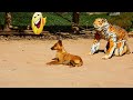 Oh! many dogs vs fake tiger pranking very funny 2021