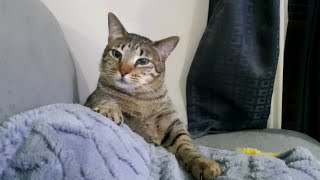 A cat kneading timelapse it's unlimited cuteness compilation | CATSLIFEPH