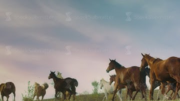 Horses running on a grass field