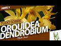 TUDO SOBRE ORQUÍDEA DENDROBIUM | Murilo Soares | Spagnhol Plantas