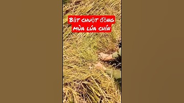 #shorts bắt chuột đồng mùa lúa chín