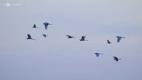 [Thế giới động vật] - Tìm chim cổ rắn trong rừng tràm