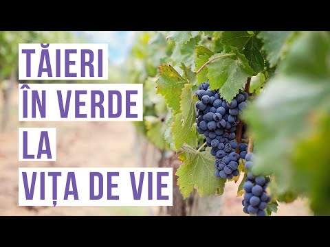 Video: Viță De Vie Anuală în Grădină