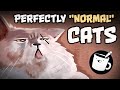 Artists Draw Perfectly Normal Cats