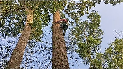 Cưa cây dầu siêu khủng lồ , siêu to . Máy Cưa G750 ,Cưa cây kỹ thuật cao