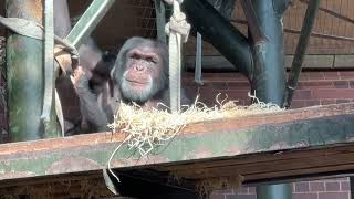 Chester Zoo - Chimps Playing Including Baby Chimp