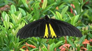 In Search of the Birdwing Butterfly