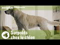 Le surpoids chez les chiens  conseils pour une meilleure sant  zooplus