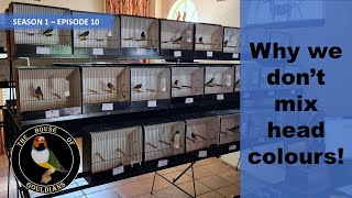 Gouldian Finches: House of Gouldians  Season 1 Episode 10