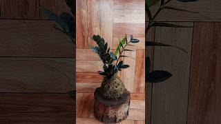 ZZ Plant Kokedama: Bringing Japanese Elegance to Your Home #indoorplants #diy #plants