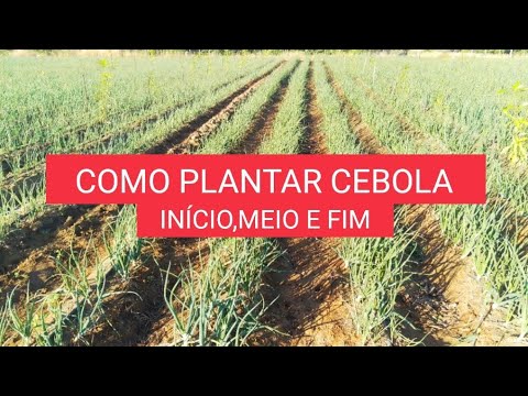 Como plantar cebola ( INÍCIO,MEIO E FIM )
