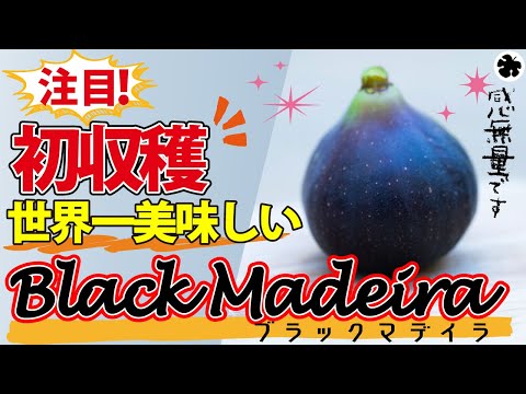 イチジク】Black Madeira栽培の経過報告。うまい！（育て方