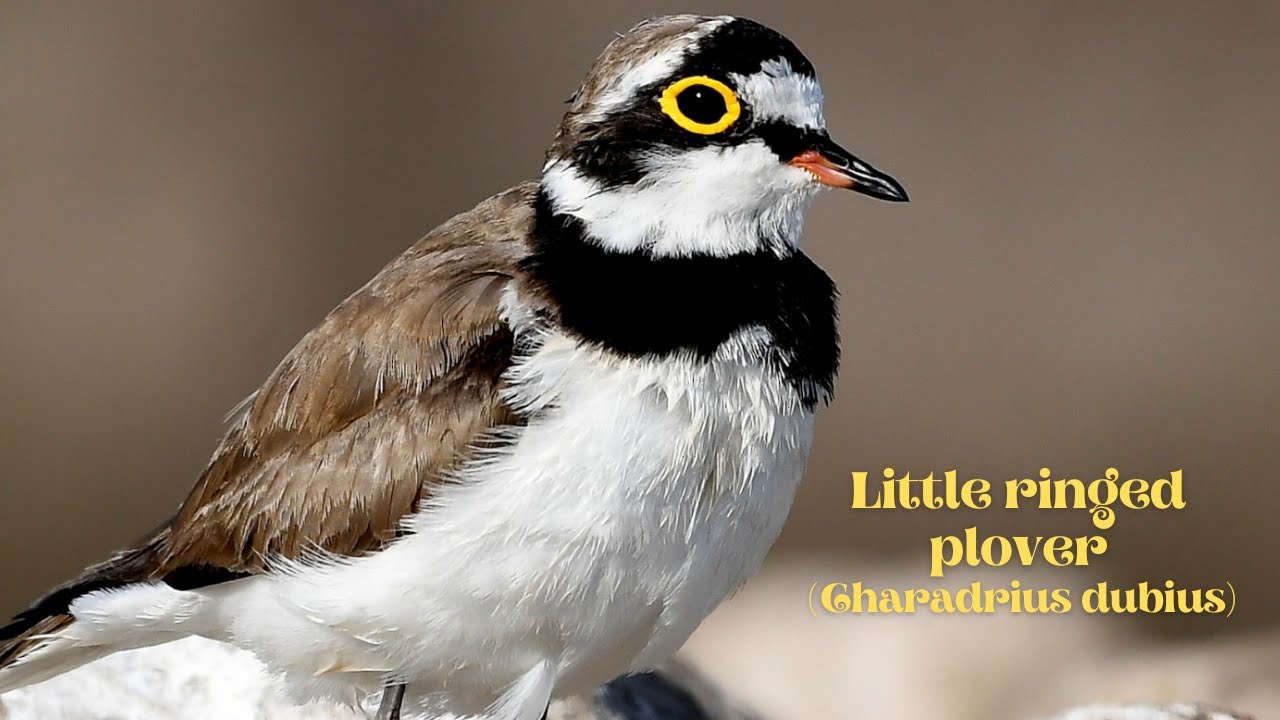 What does the weather forecast tell us about little ringed plovers? —  Přírodovědecká fakulta UK