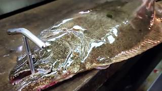 【職人技】100年続く魚河岸のヒラメ捌き方・神経締め・血抜き・ずっと見てられる神業すき引きHow to prepare large fish
