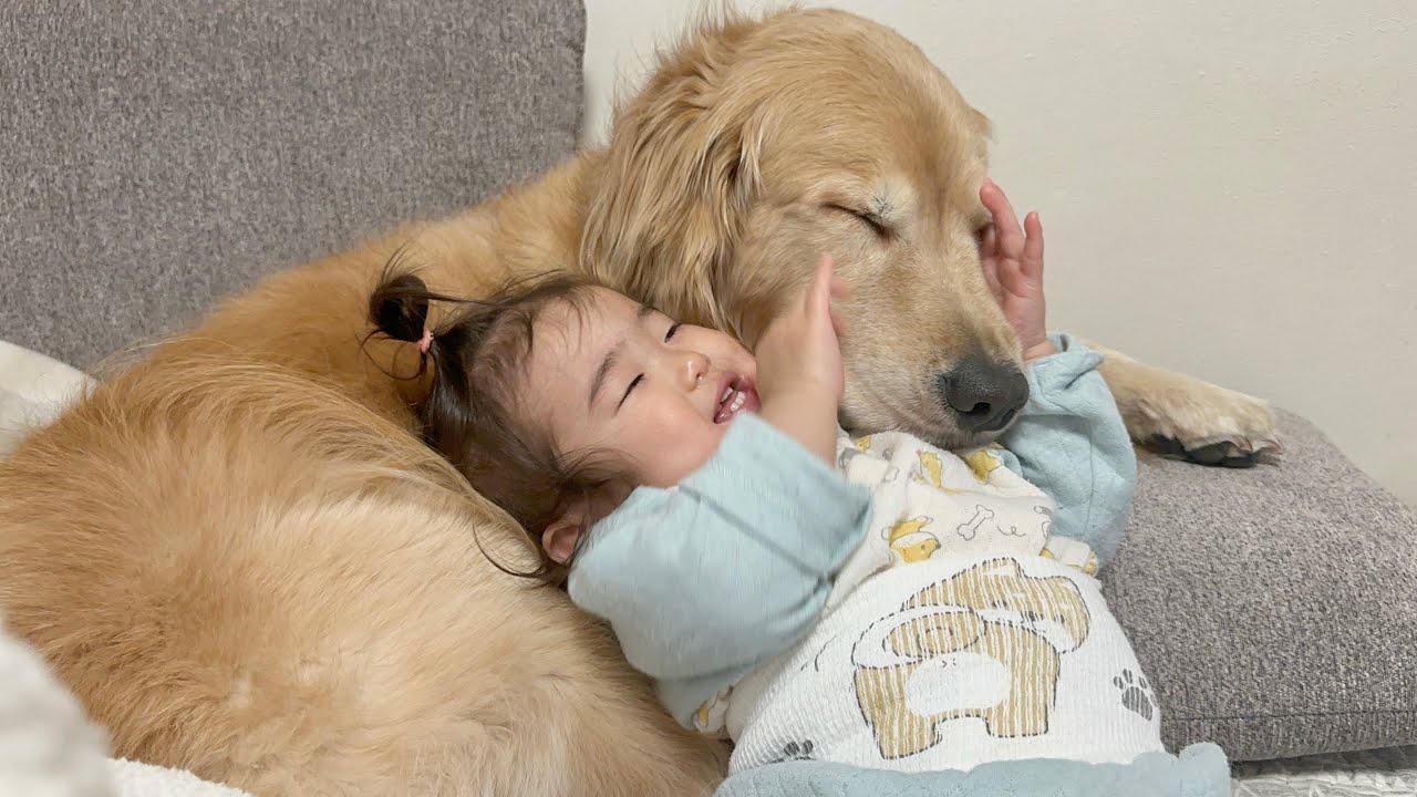 大好きで堪らないという気持ちを何度も1歳児から伝えられるゴールデンレトリバー